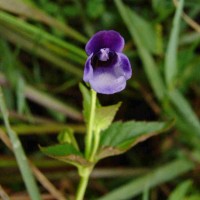 Torenia cyanea Alston